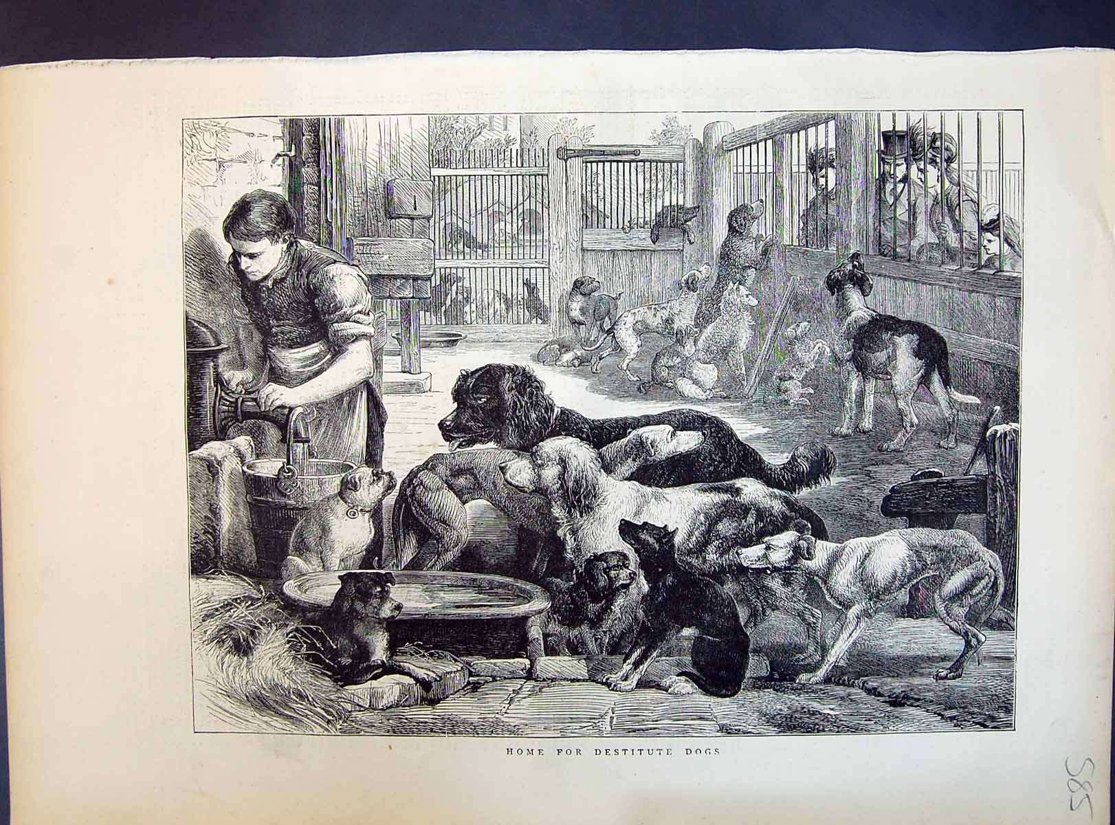 Antique Old Print 1871 Interior Home Destitute Dogs Pets Water Feeding Time