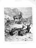 Original Old Antique Print 1872 Deer Sunny Hill Side Highlands Scotland Amimals