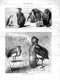 Old Antique Print 1872 Zoological Gardens King Penguin Australian Bustard 19th