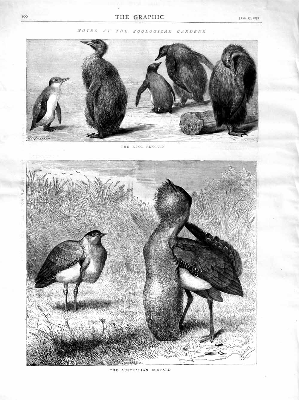 Old Antique Print 1872 Zoological Gardens King Penguin Australian Bustard 19th