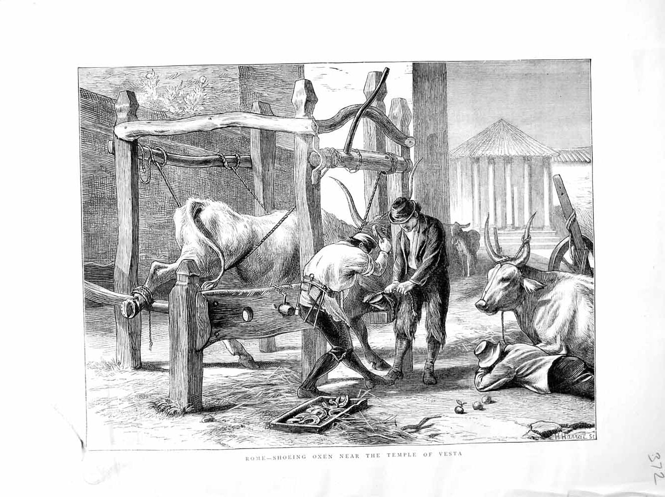 Original Old Antique Print 1872 Rome Italy Shoeing Oxen Temple Vesta Animals