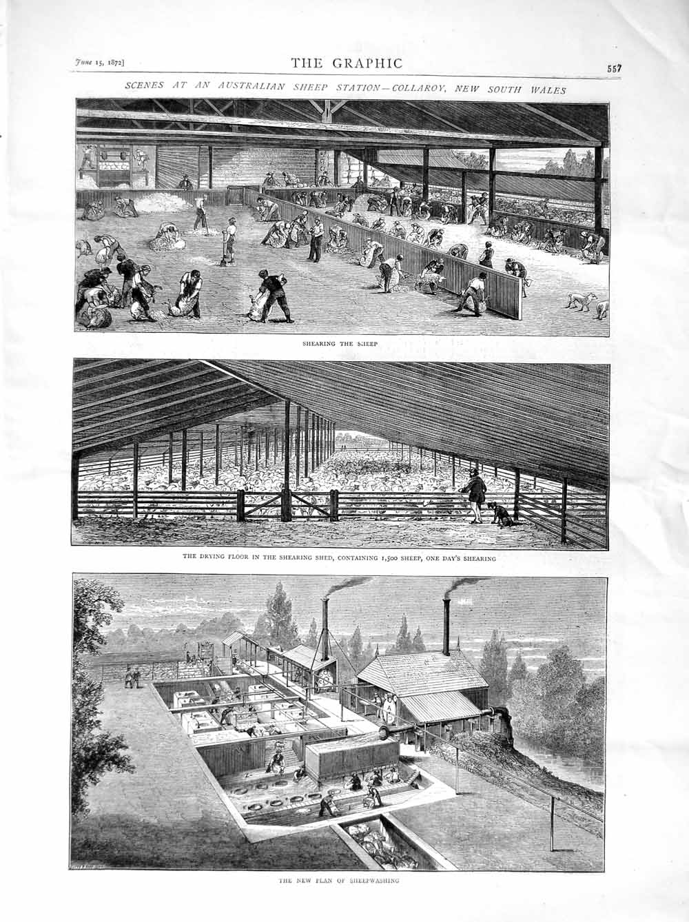 Old Antique Print 1872 Australia Sheep Station Collaroy New South Wales 19th