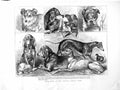 Old Antique Print 1872 Prize Dogs Crystal Show Sheepdog Bulldog Animals 19th