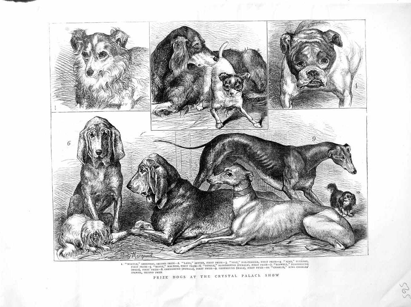 Old Antique Print 1872 Prize Dogs Crystal Show Sheepdog Bulldog Animals 19th
