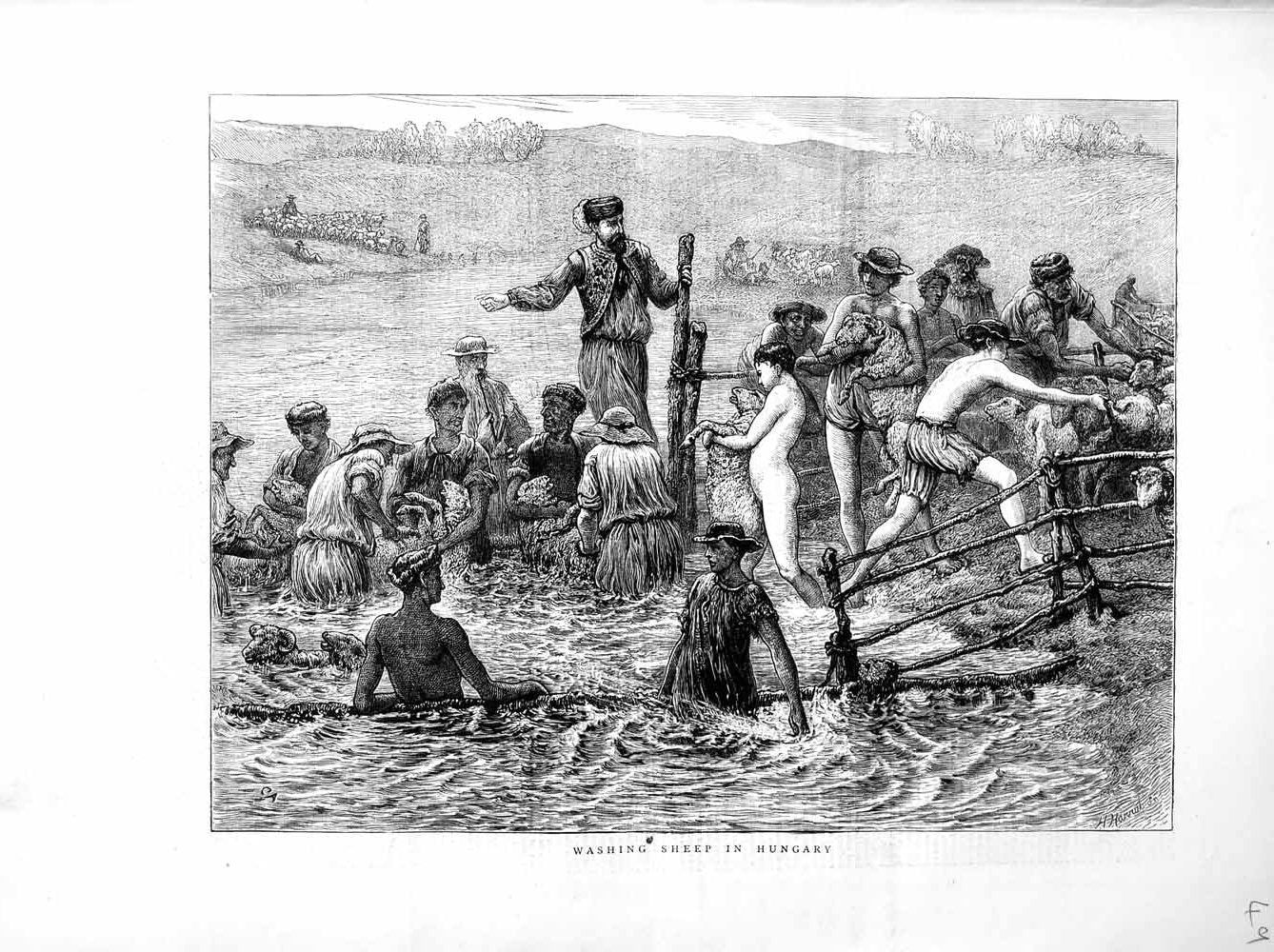 Original Old Antique Print 1872 Scene Washing Sheep Hungary Farming Men Animals