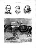 Original Old Antique Print 1872 Balta Guise Sykes Brahmin Bull Cow Heifer Calf