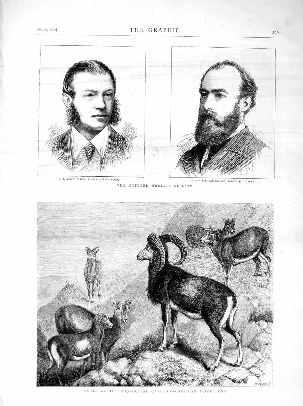 Original Old Antique Print 1872 Corsican Moufflons Zoo Doctor Norton Pearse Men