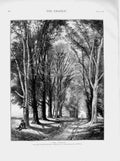 Old Antique Print 1873 Creswick Art International Exhibition Trees Avenue 19th
