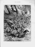 Original Old Antique Print 1873 October Scene Pheasant Covert Game Bird Hunting