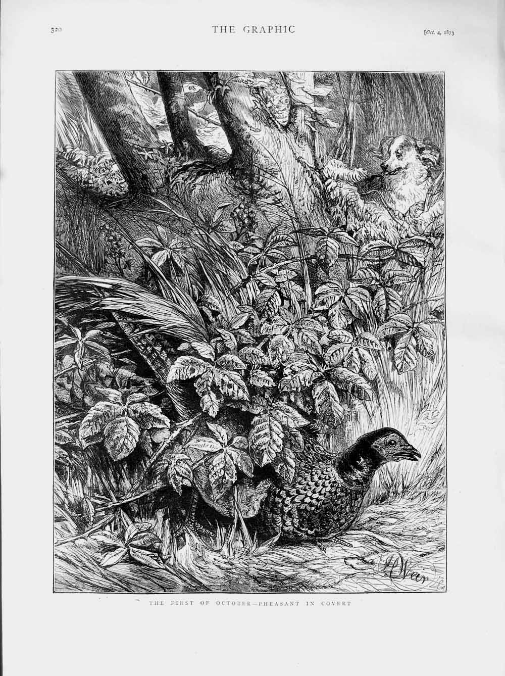 Original Old Antique Print 1873 October Scene Pheasant Covert Game Bird Hunting