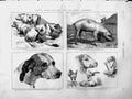 Original Old Antique Print 1873 Landseer Animals Cow Bull Hog Boar Pointer Dog