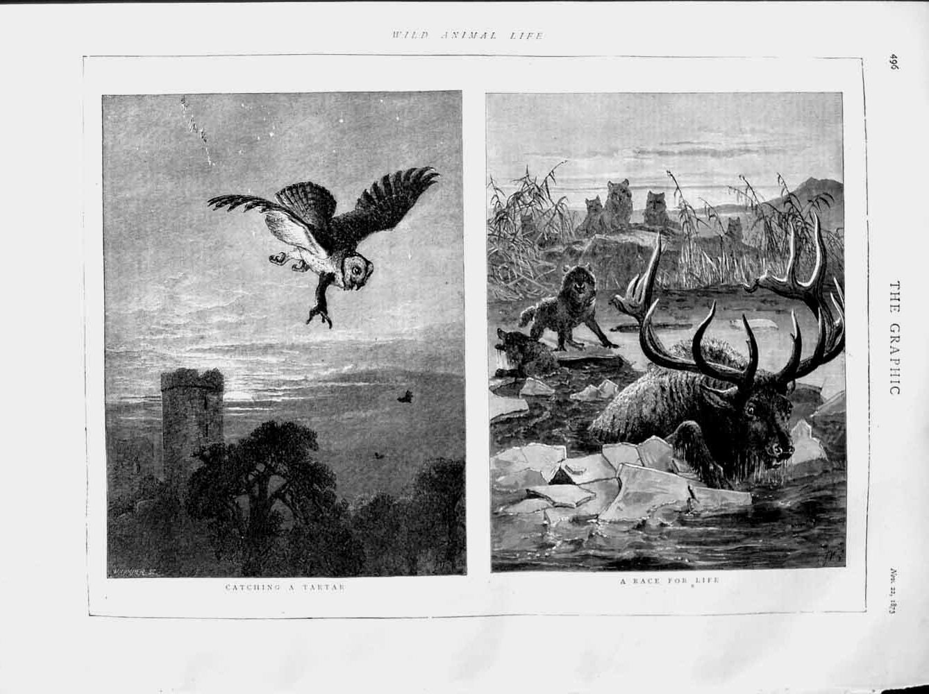 Old Antique Print 1873 Wild Animals Owl Bird Prey Wolves Deer Stag River 19th
