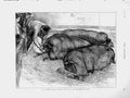 Original Old Antique Print 1873 Smithfield Club Show Animals Pigs Man Pen 19th