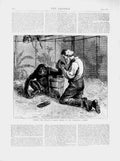 Original Old Antique Print 1874 Zoological Gardens Man Tending Invalid Monkey