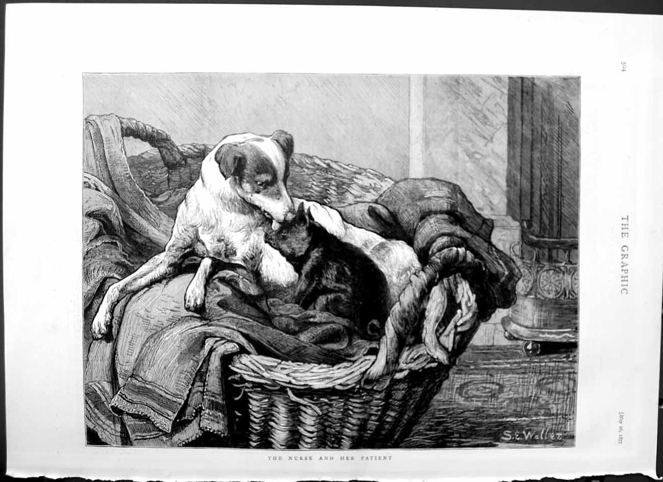 Original Old Antique Print 1877 Waller Fine Art Puppy Dog Pig Basket Animals