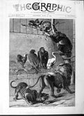 Old Antique Print 1877 Zoo Wild Animals Birds Tiger Lion Bear Chicken Art 19th