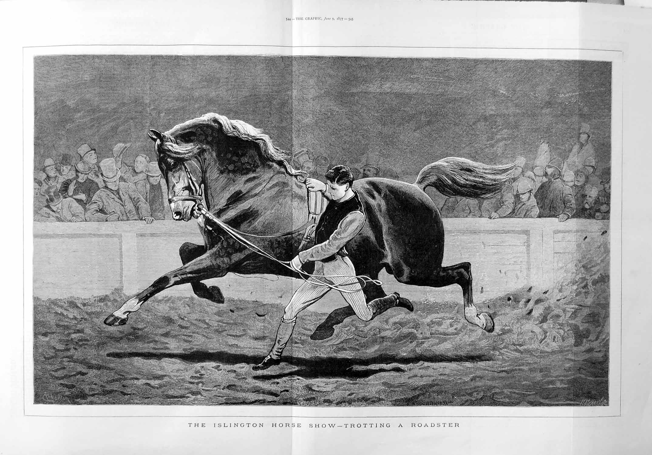 Original Old Antique Print 1877 Islington Horse Show Trotting Man Roadster