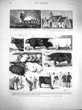Original Old Antique Print 1877 Cattle Show Scotch Highland Breed Sheep Pigs