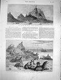 Original Old Antique Print 1878 Opara Pacific Seal Rocks Francisco California