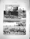 Original Old Antique Print 1878 Ostrich Farming Heatherton Grahamstown Africa