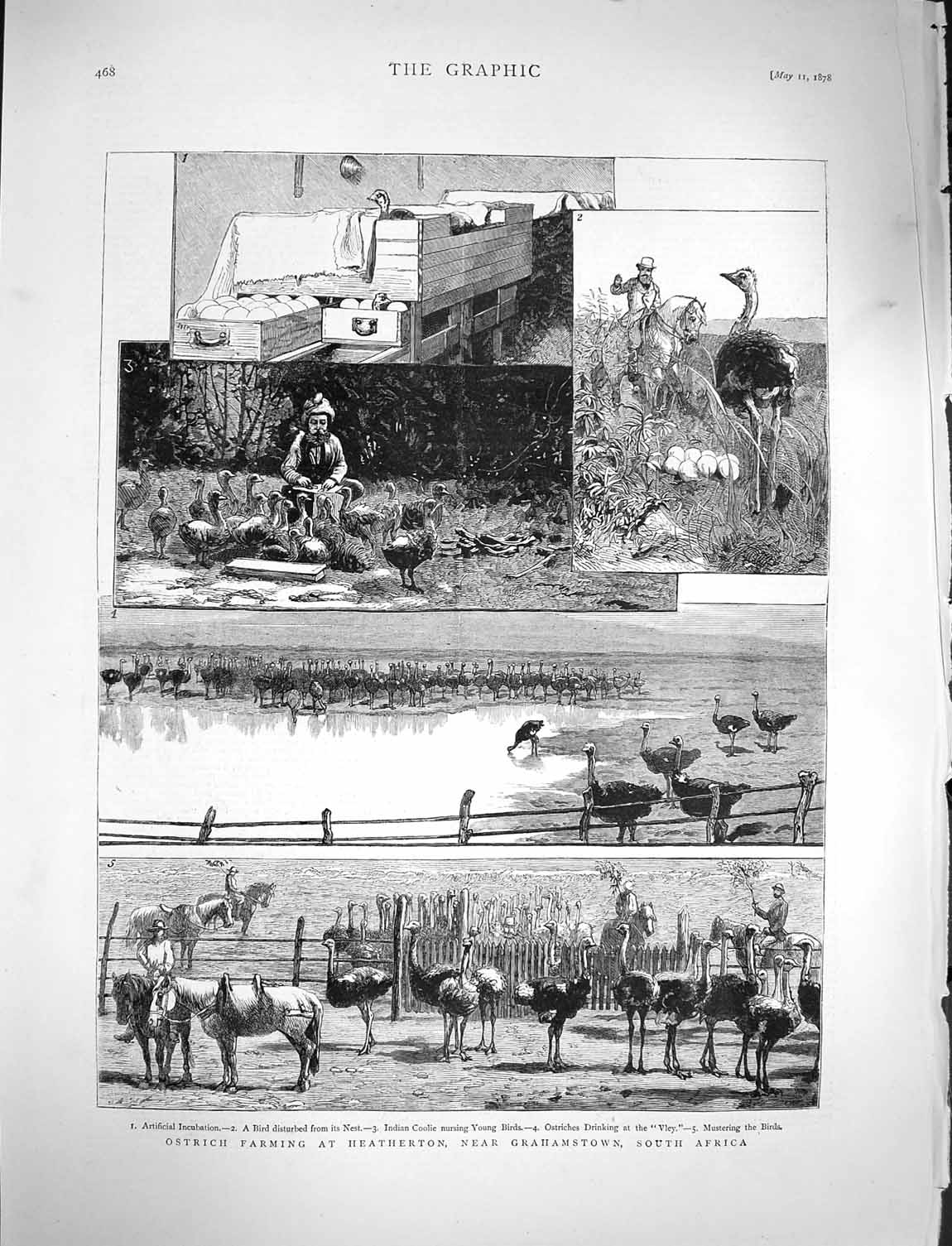 Original Old Antique Print 1878 Ostrich Farming Heatherton Grahamstown Africa