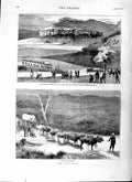 Original Old Antique Print 1879 Zulu War Oxen Natal Sirayo Kraal Glyn Buffalo