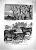 Original Old Antique Print 1879 Cattle Show Paris Thunderer Ship Ismid Victorian