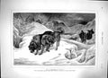 Old Antique Print 1879 St. Bernard Dogs Mountain Rescue Snow Bradley Art 19th