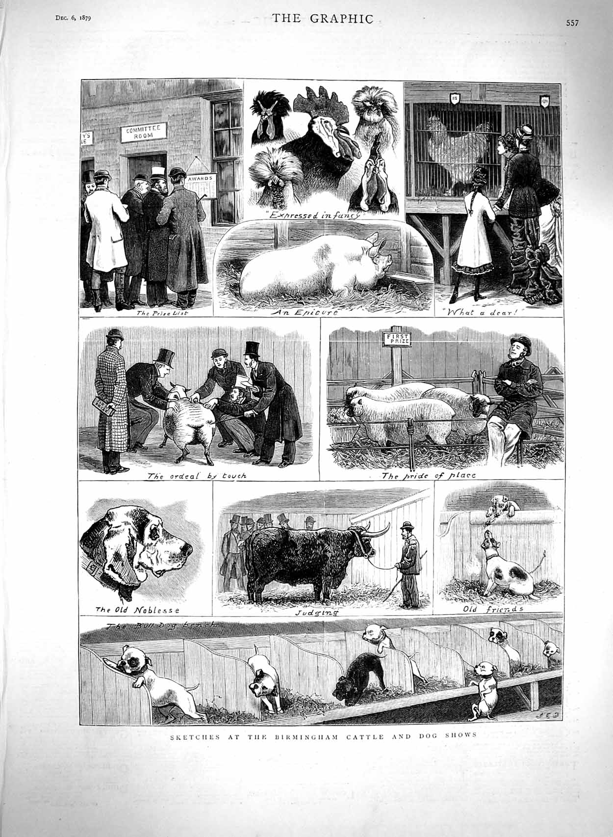 Original Old Antique Print 1879 Birmingham Cattle Show Dogs Sheep Birds Animals