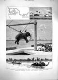 Old Antique Print 1880 Msasani Bay Elephants Africa Belgian Exploration 19th