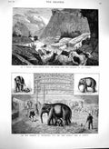 Old Antique Print 1880 Elephant Philadelphia America Chilian Rodeo Cattle 19th