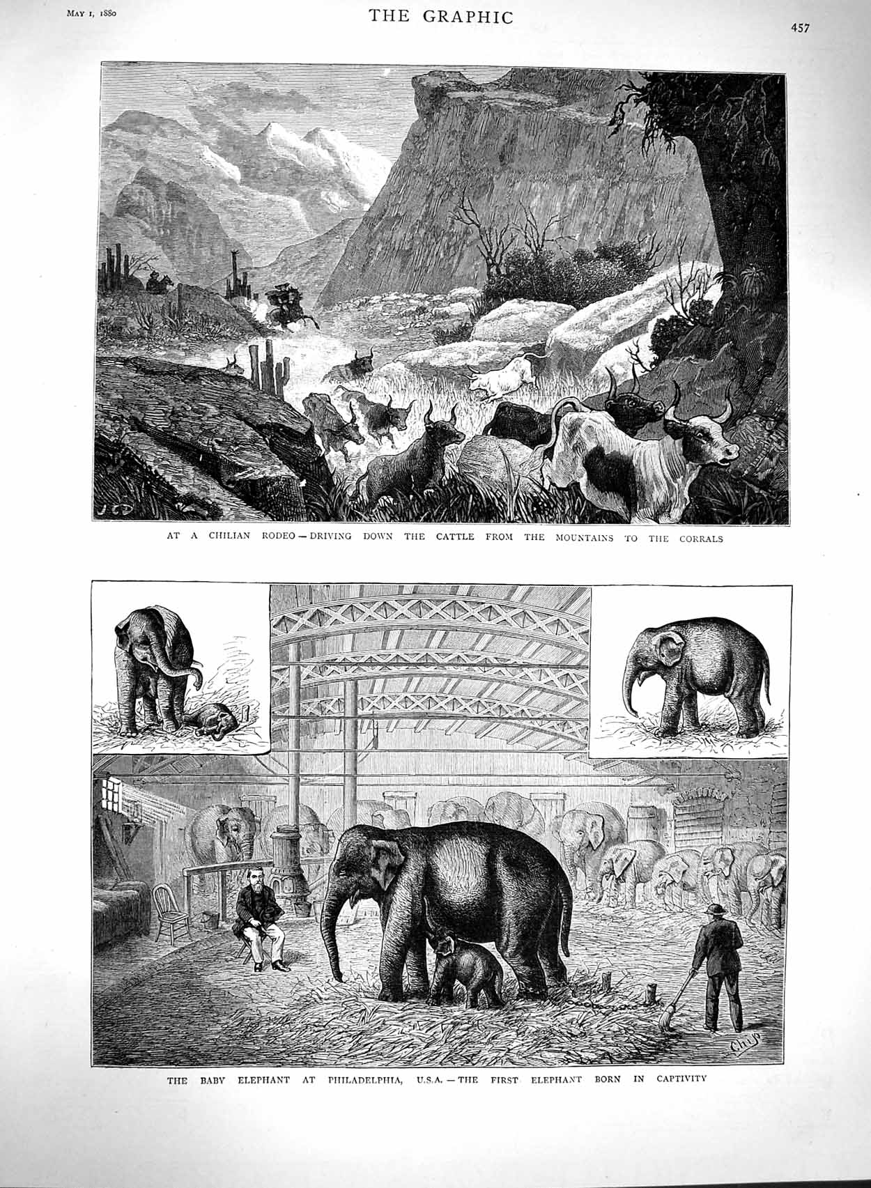 Old Antique Print 1880 Elephant Philadelphia America Chilian Rodeo Cattle 19th