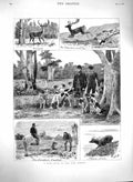 Original Old Antique Print 1880 Deer Hunting New Forest Horses Hounds Dogs 19th