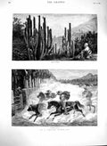 Original Old Antique Print 1880 Chilian Rodeo Branding Cattle Cacti Horses Art