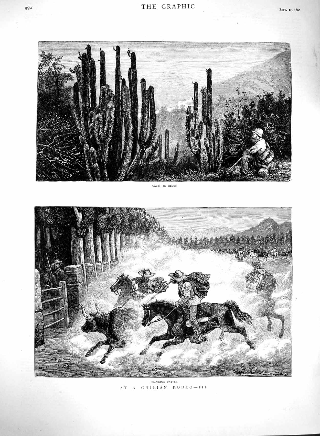 Original Old Antique Print 1880 Chilian Rodeo Branding Cattle Cacti Horses Art