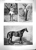 Old Antique Print 1880 Robert Devil Race Horse Basuto Warrior War Dress 19th