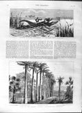 Old Antique Print 1881 Ceylon Hunting Alligators Mauritius Botanic Palms 19th