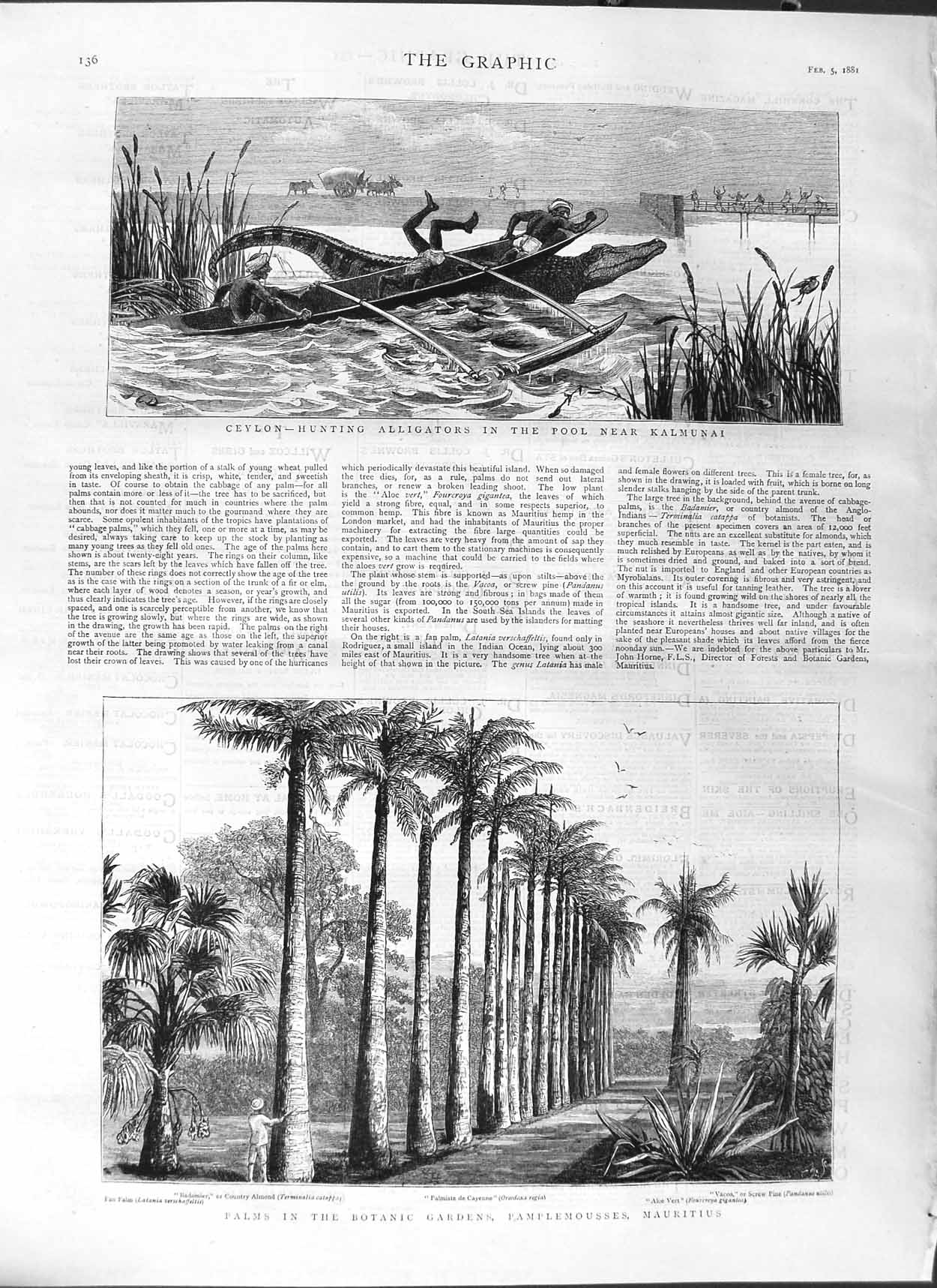 Old Antique Print 1881 Ceylon Hunting Alligators Mauritius Botanic Palms 19th