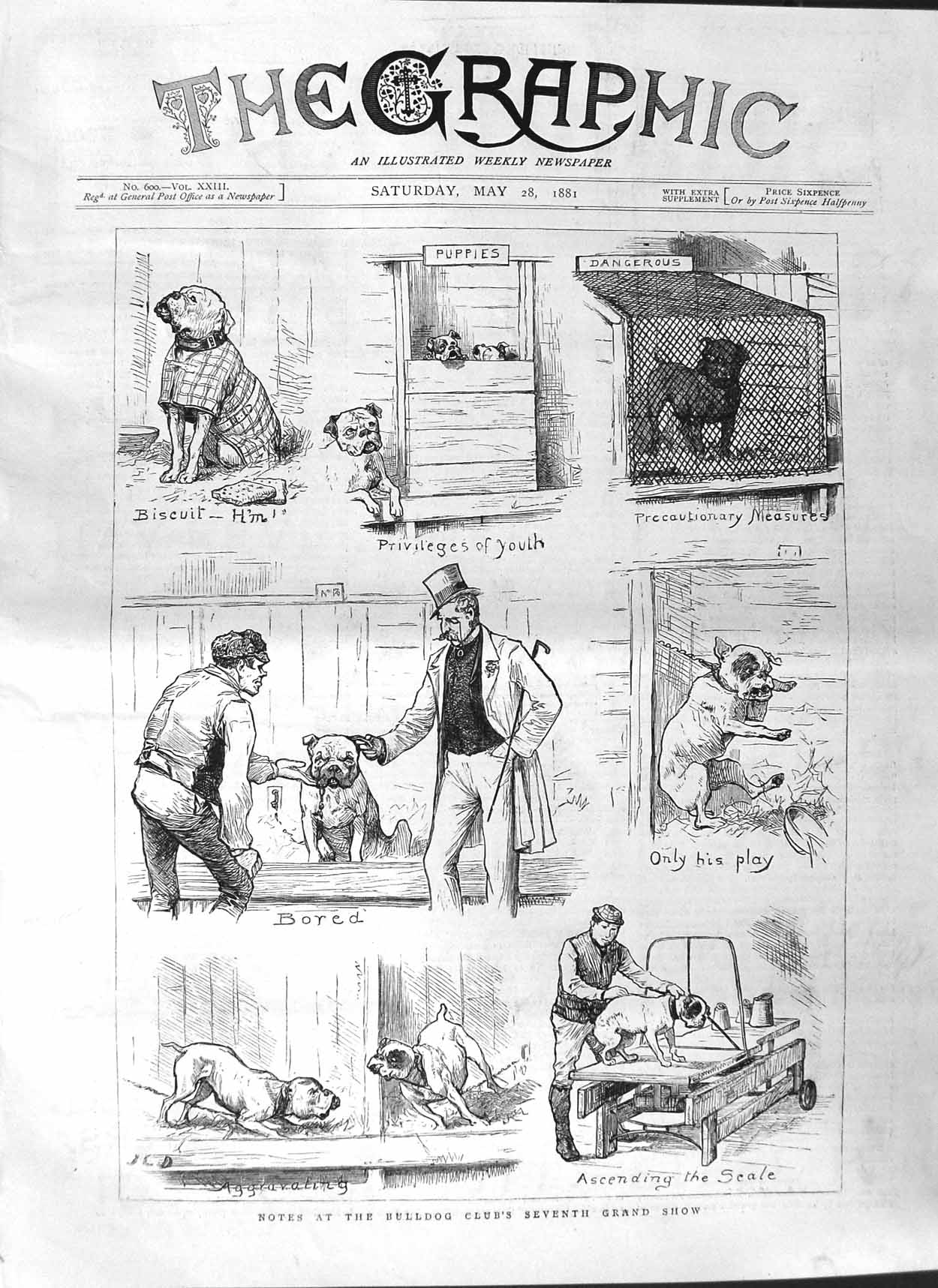 Original Old Antique Print 1881 Bulldog Club Show Dogs Pets Animals Puppies