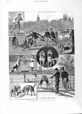 Original Old Antique Print 1881 Man Hunting London Parks Hounds Dogs Fine Art