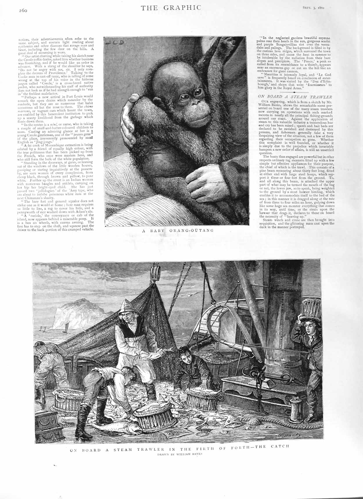 Old Antique Print 1881 Baby Orang-Outang Steam Trawler Firth Forth Ship 19th