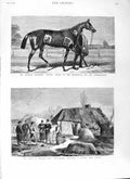 Old Antique Print 1881 American Race Horse Foxhall Ireland Limerick Farm 19th