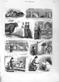 Original Old Antique Print 1881 Birmingham Cattle Dog Show Pigs Animals 19th
