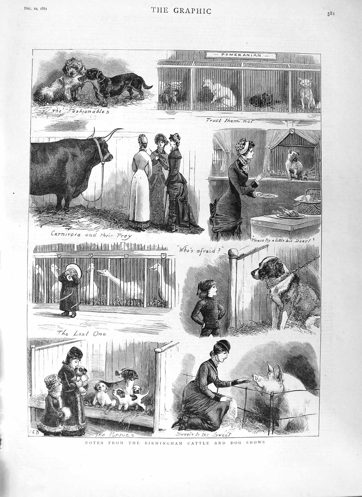 Original Old Antique Print 1881 Birmingham Cattle Dog Show Pigs Animals 19th