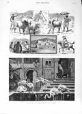Original Old Antique Print 1882 Sungan Afghanistan Animals Palace Tunisia Birds