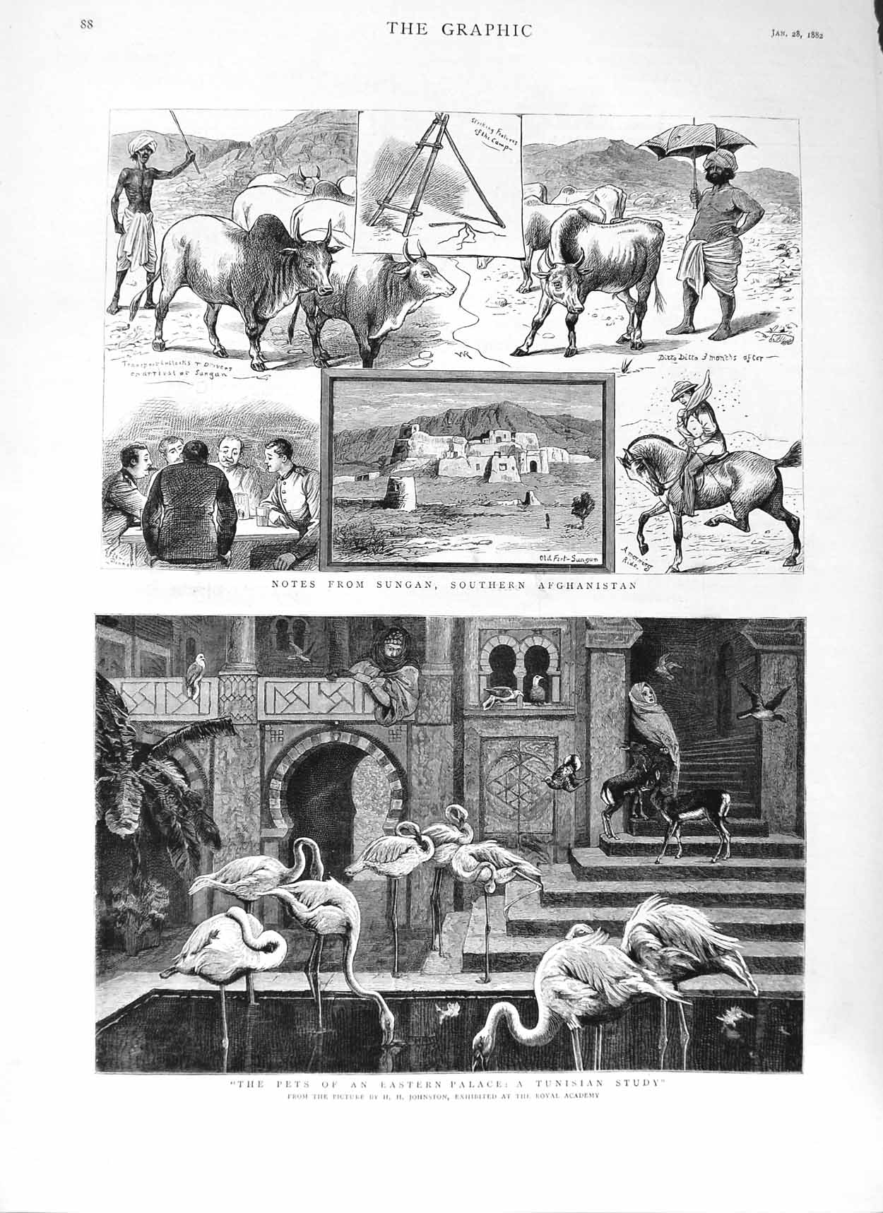 Original Old Antique Print 1882 Sungan Afghanistan Animals Palace Tunisia Birds