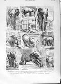 Original Old Antique Print 1882 Jumbo Elephant Zoological Gardens Wild Victorian