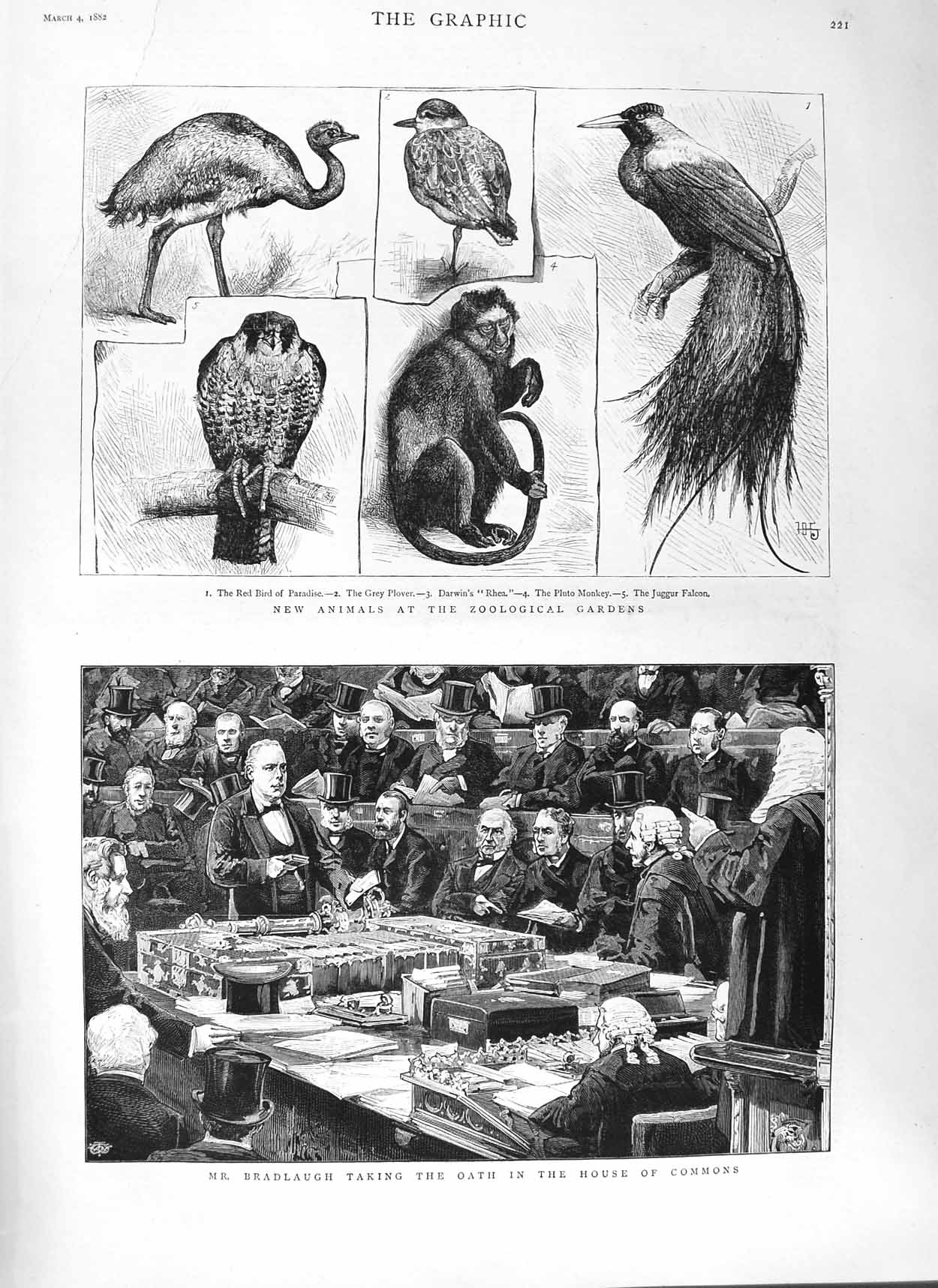 Old Antique Print 1882 Bradlaugh House Commons Zoological Gardens Birds 19th