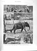 Original Old Antique Print 1882 Elephant Kraal Awisawella Ceylon Prince 19th