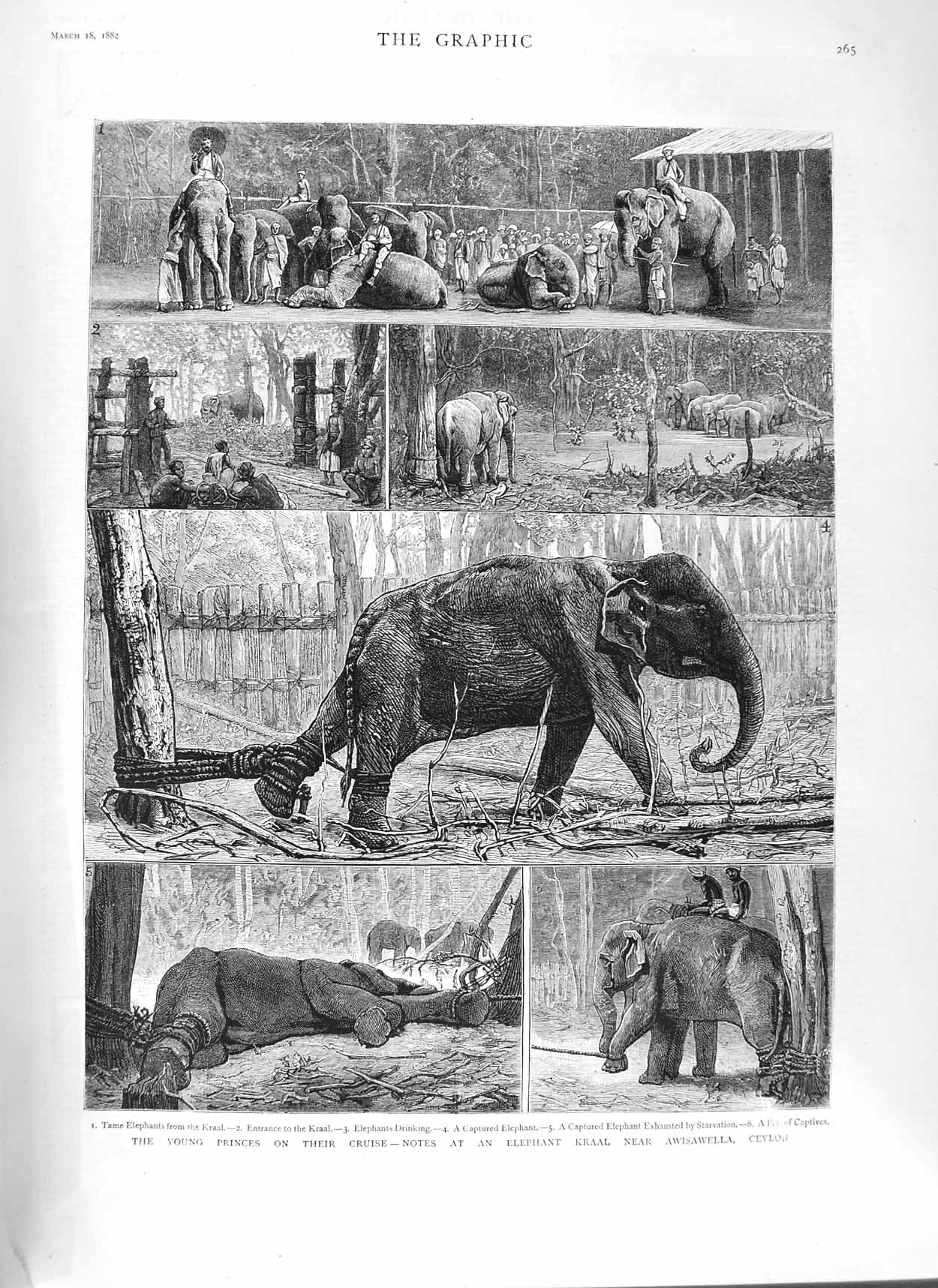 Original Old Antique Print 1882 Elephant Kraal Awisawella Ceylon Prince 19th
